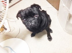 犬の散歩②