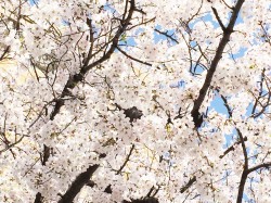 田舎者と「大学生活」