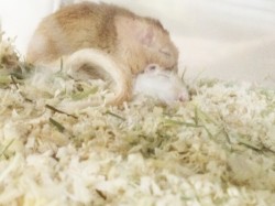 動物介在活動
