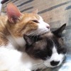 猫茉莉