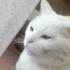しょうこ